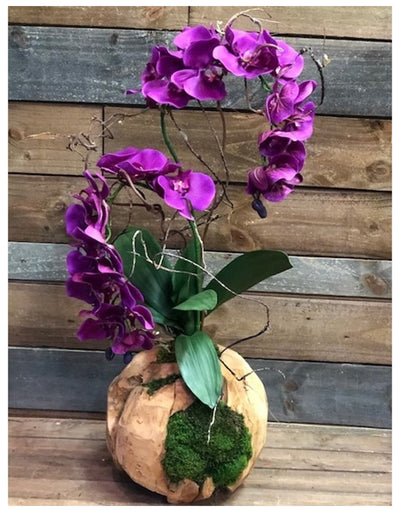 Wood Sphere Orchid